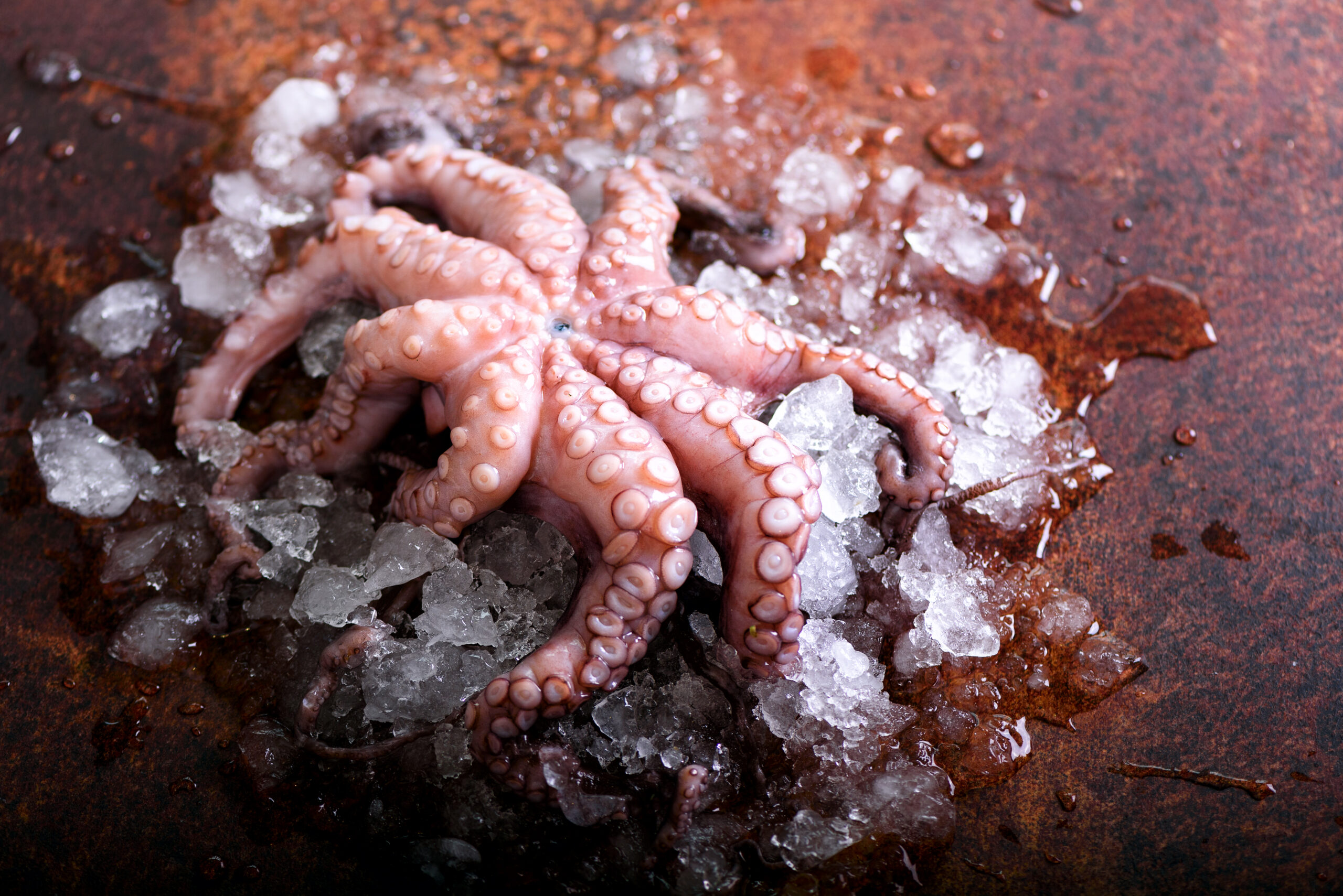 Pulpo Norte Crudo Congelado - Imagen 4