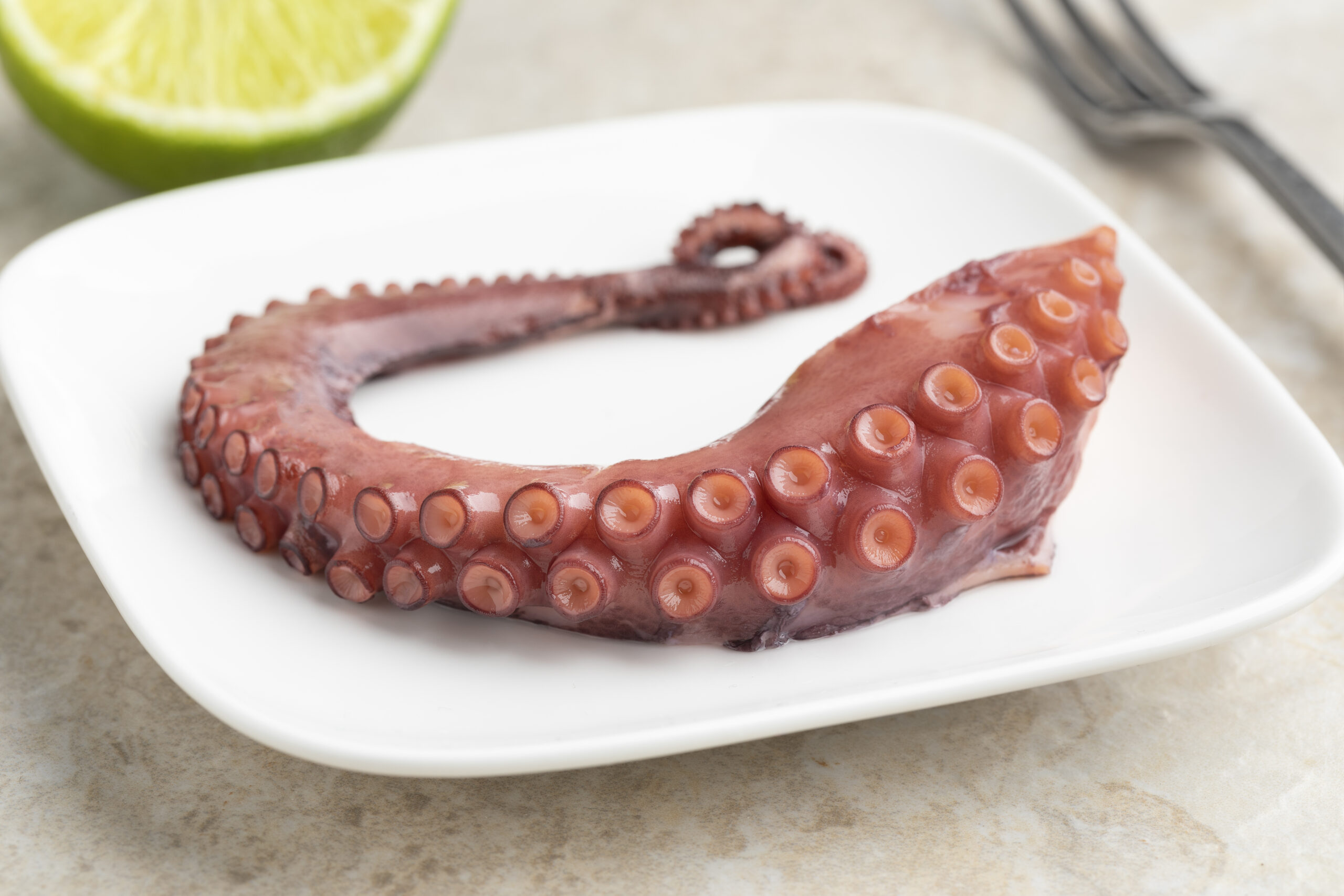 Pulpo Norte Crudo Congelado - Imagen 2