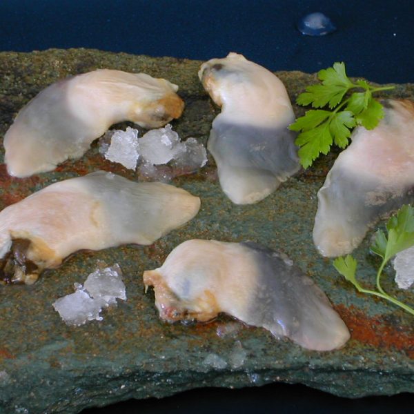 Navajuela en Block Cocida - Imagen 2