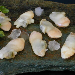 Navajuela en Block Cocida