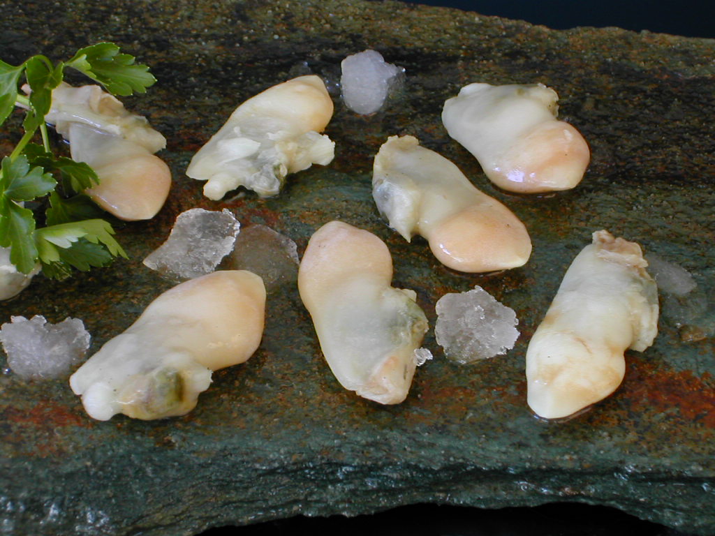 Navajuela en Block Cocida